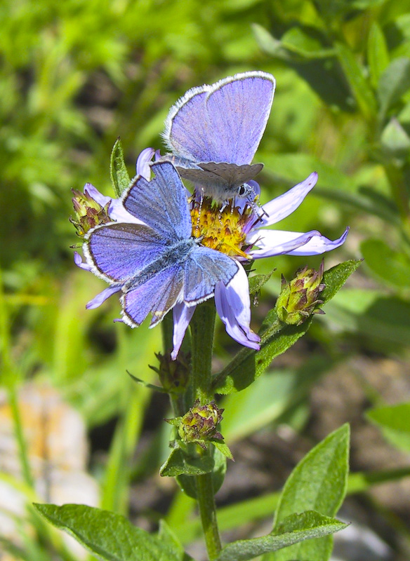 Blue Butterflies On Flower